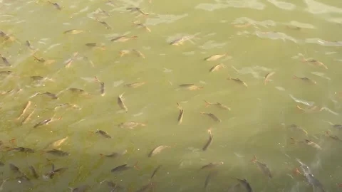 View of group of fish in a breeding pond Stock Footage 341316239