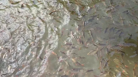View of group of fish in a breeding pond Stock Footage 341316243