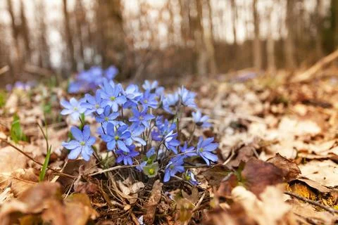 View of a group of hepatica in the forest, March day Stock Photos