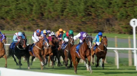 View of a group of horses Stock Footage 62439420