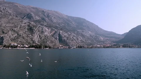 View on a group of seagulls on the background of mountains and sea in Kotor Stock Footage 128472636