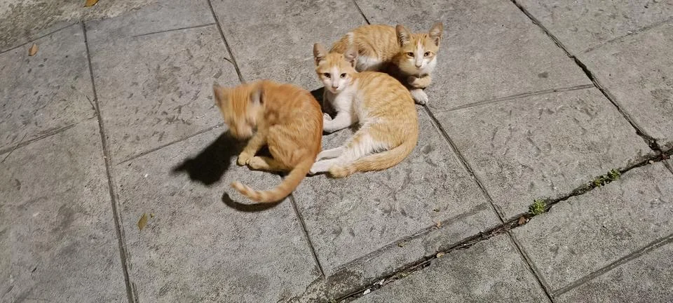 View of a group of small cats Фото