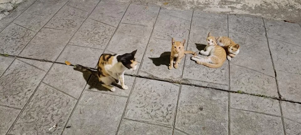 View of a group of small cats Stock Photos