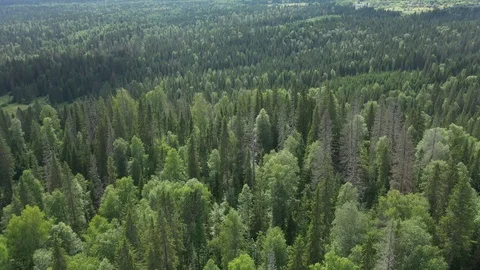 View on group of trees that grow close together 스톡 동영상 120244169
