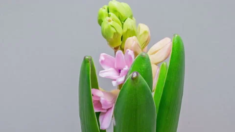 View Growing Big Bud Hyacinth Flower and Petals. Amazing Beautiful Blooming Big Stock Footage 149020173