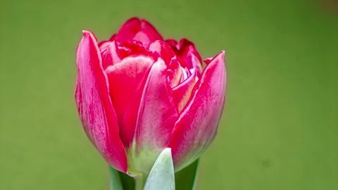 View Growing Big Bud Tulip Flower and Petals. Amazing Beautiful Blooming Big Stock Footage 148366689