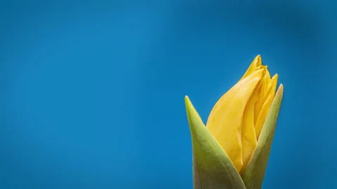 View Growing Big Bud Tulip Flower and Petals. Amazing Beautiful Blooming Stock Footage 148367163