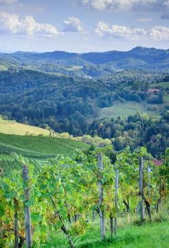 A view of growing grapes in summer Stock Photos
