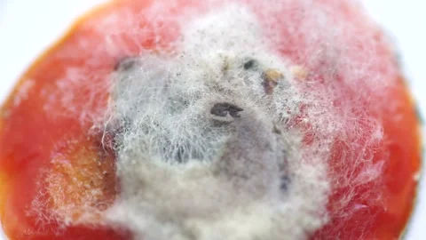 View of growing mold on the surface of a rotten tomato. Video stock 137774429