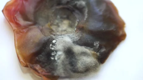 View of growing mold on the surface of a rotten tomato. Video stock 137846391