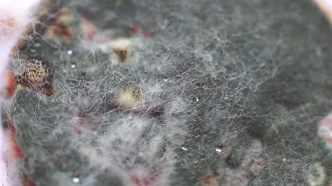 View of growing mold on the surface of a rotten tomato. Stock Footage 137846516