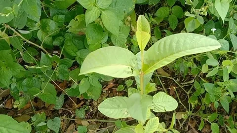 View of guava Stock Footage 237673509