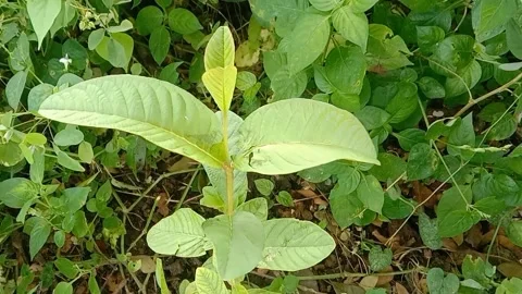 View of guava Stock Footage 237673530