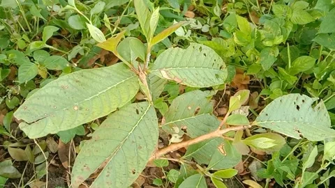 View of guava Stock Footage 237673548