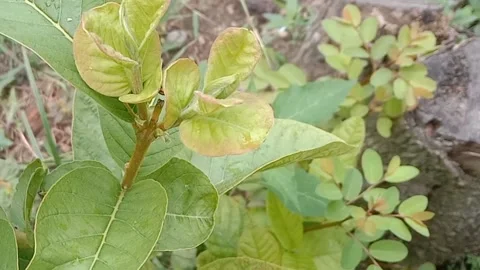 View of guava Stock Footage 237673608