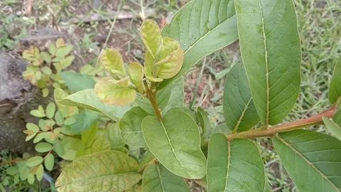 View of guava Stock Footage 237673631