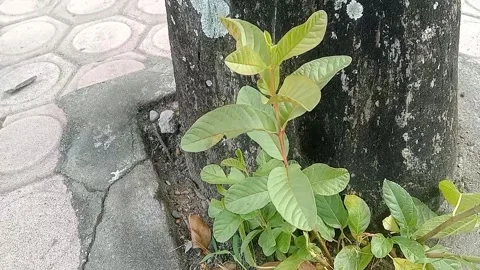 View of guava Stock Footage 237811758