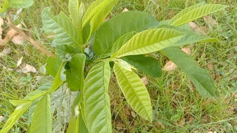 View of guava Stock Footage 237907995