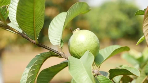 View of guava fruit with leaves around, Shot of guava on a tree Stock Footage 147692472