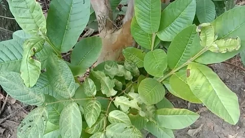 View of guava fruit leaves Stock Footage 239538354
