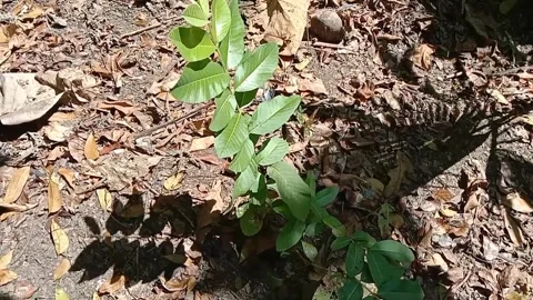 View of guava fruit leaves Stock Footage 240529130