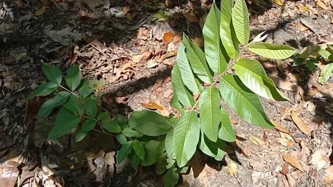 View of guava fruit leaves Stock Footage 240529233