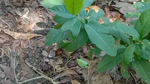 View of guava fruit leaves Stock Footage 240529348
