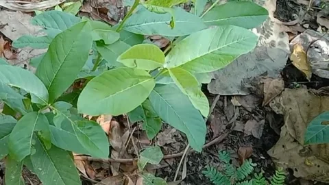 View of guava fruit leaves Stock Footage 240529515