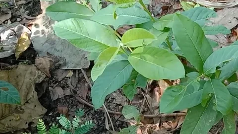 View of guava fruit leaves Stock Footage 240529529