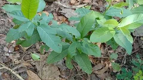 View of guava fruit leaves Stock Footage 240529650