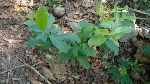 View of guava fruit leaves Stock Footage 240529655