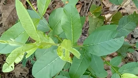 View of guava fruit leaves Stock Footage 240529776