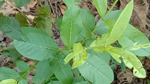 View of guava fruit leaves Stock Footage 240529780