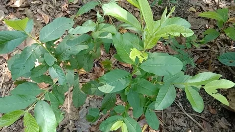 View of guava fruit leaves Stock Footage 240530036