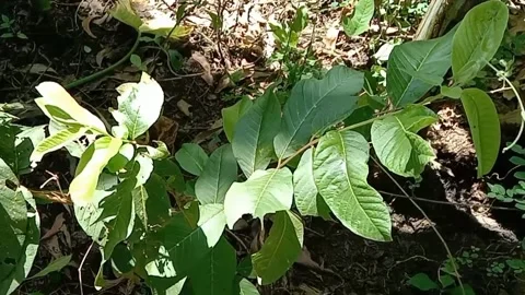 View of guava fruit leaves Stock Footage 240530037