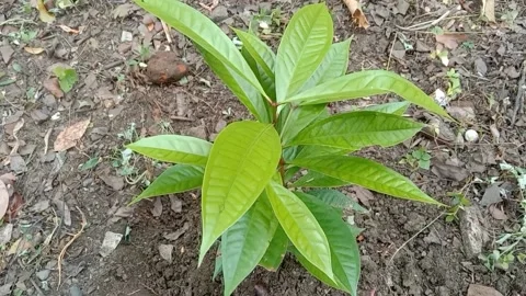 The view of the guava fruit tree Stock Footage 240012538