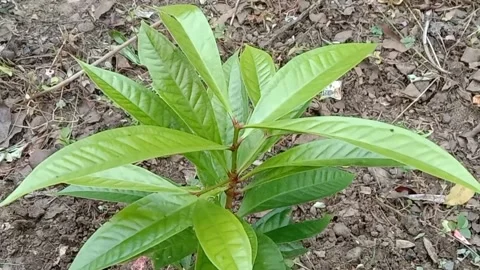 The view of the guava fruit tree Stock Footage 240012579