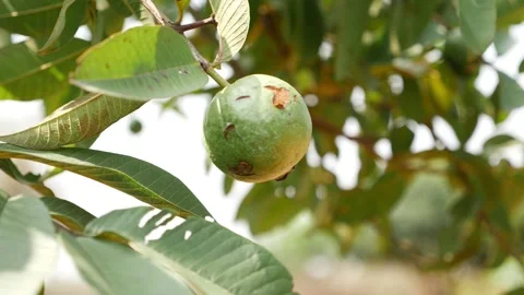 View of a guava hanging on tree Vídeo Stock 147692829