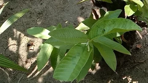 A view of a guava leaf tree Stock Footage 239539072
