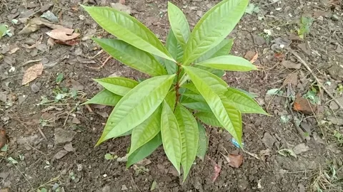 A view of guava leaves Stock Footage 240014757
