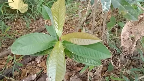 A view of the guava tree Stock Footage 238056923