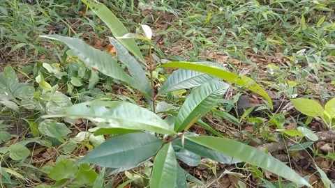 A view of the guava tree Stock Footage 238056985