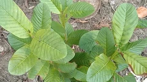 The view of the guava tree Stock Footage 239538551