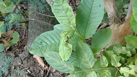 The view of the guava tree Stock Footage 239538753