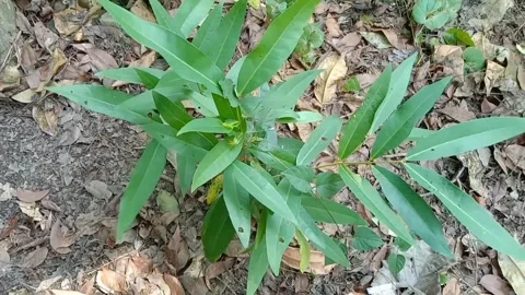 The view of the guava tree Stock Footage 240529077