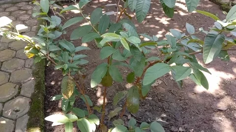 View of guava trees Stock Footage 235287174