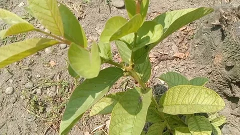 View of guava trees Stock Footage 235968395