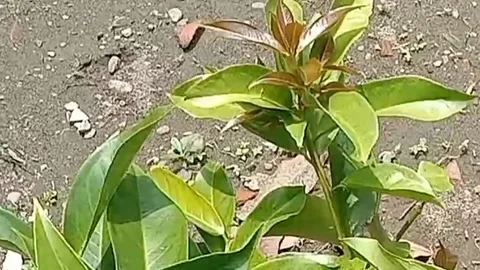 View of guava trees Stock Footage 237002758