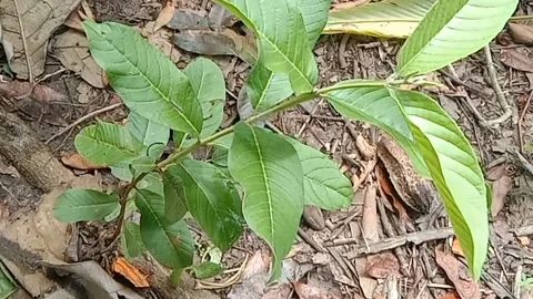 View of guava trees Stock Footage 237413763