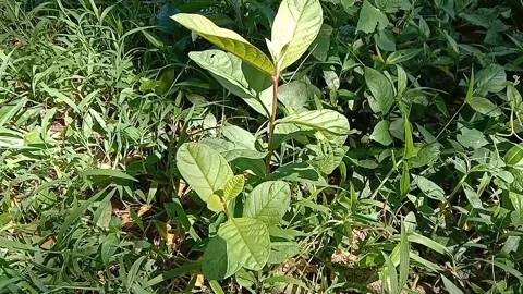 View of guava trees Stock Footage 237584747